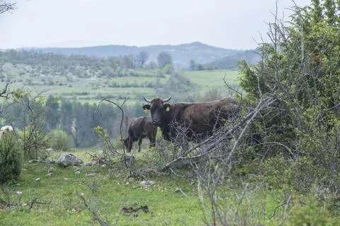 Cows grazing a fresh spring grass in a rural area Foto stock