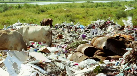 Cows grazing in Garbage Stock Footage 50637636