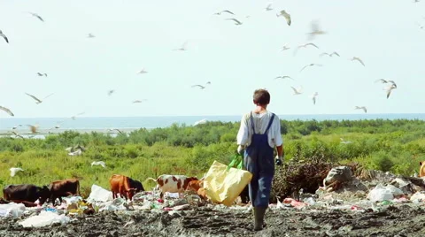 Cows grazing in Garbage ground with walking man and flying birds around Stock Footage 50637666