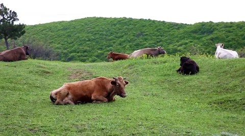 Cows grazing in Georgia Stock Footage 49860035