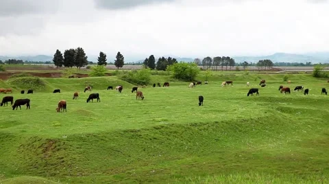 Cows grazing in Georgia Stock Footage 49860102