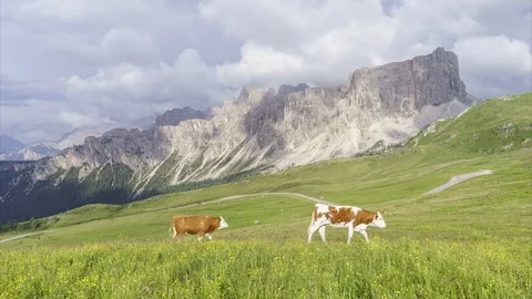 Cows grazing in Giau Pass Stock Footage