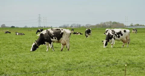 Cows grazing in a grass field overcast day Stock Footage 188958954