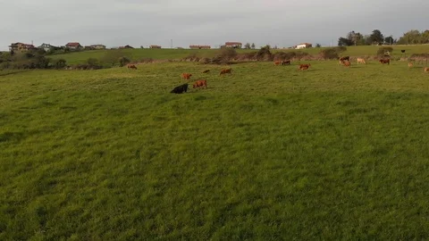 Cows grazing grass Stock Footage 107678116
