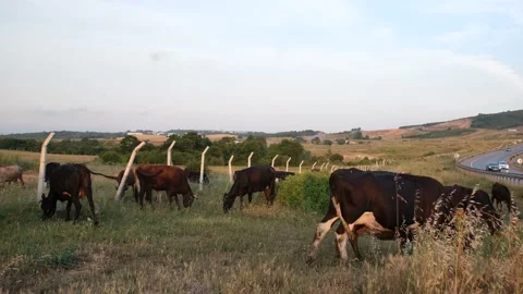 Cows grazing on grass Video stock 219288358