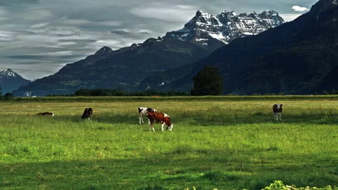 Cows grazing on grass in mountains Vídeos de archivo 160772624
