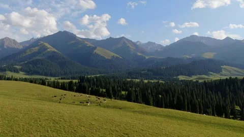Cows grazing in grass pasture Stock Footage 270403019