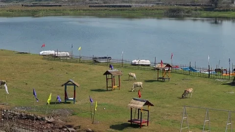 Cows grazing on grassy riverside field with small huts and boats on calm river Video stock 330706426