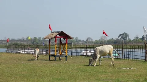 Cows grazing on grassy riverside field with colorful wooden shelter Stock Footage 330706660