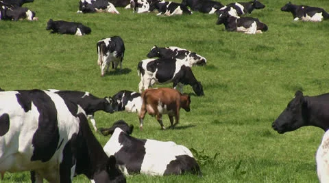 Cows grazing in a green field Video stock 24668938