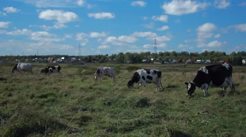 Cows grazing in green field Stock Footage 67742972