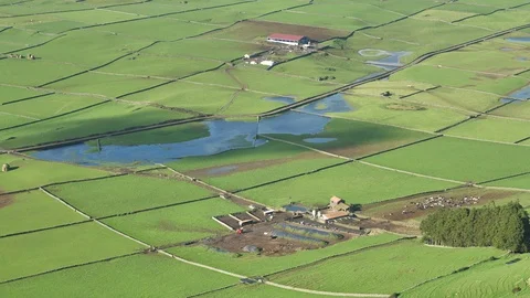 Cows Grazing in Green Fields On Azorean Farm, Terceira, Portugal Stock Footage 89138579