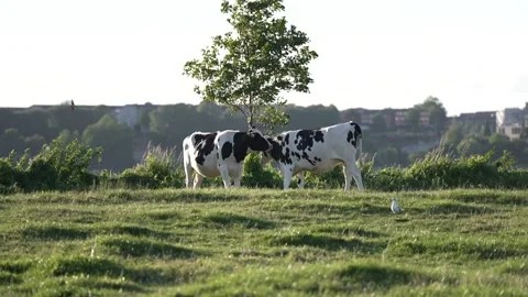 Cows grazing on green grass and kisses Stock Footage 208809254