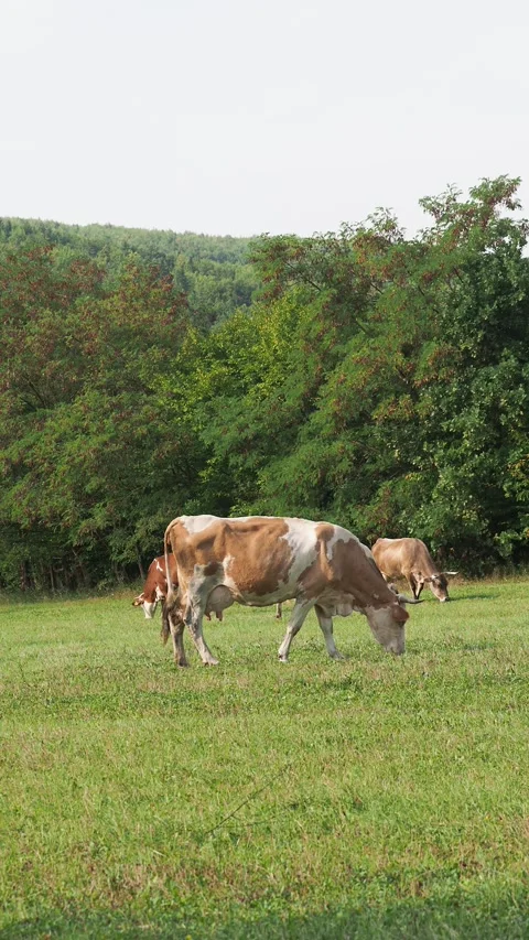 Cows grazing on a green grass meadow in summer Stock Footage 301348043