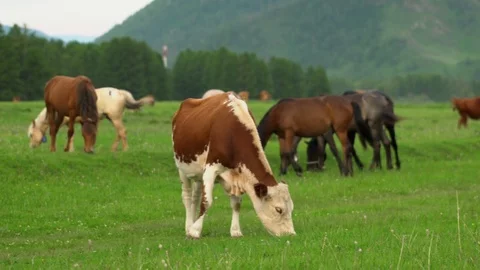 Cows grazing on a green lush meadow in the Bavarian Alps. Germany Stock Footage 119868070