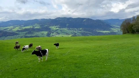 Cows Grazing on Green Meadow with Blue Sky and Clouds Stock Footage 289370721