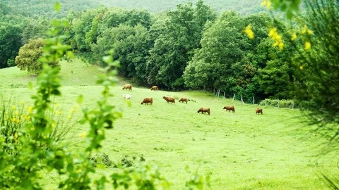 Cows grazing in a green meadow in a countryside, 4K Stock Footage
