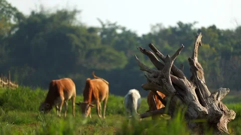 Cows Grazing in Green Meadow with Fallen Tree in Rural Landscape Stock Footage 327609407