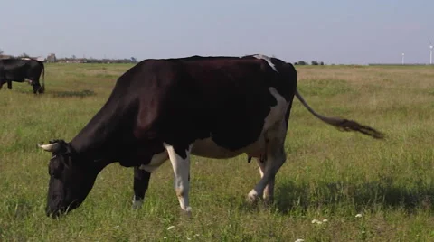 Cows grazing on a green meadow Stock Footage 63764224