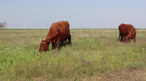 Cows grazing on a green meadow Видео 63764467