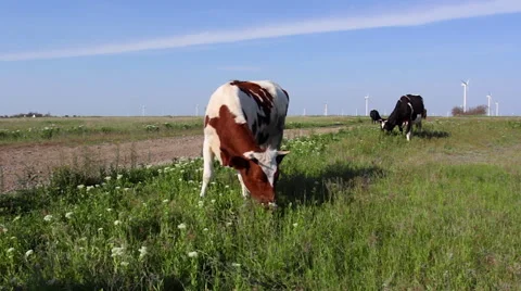 Cows grazing on a green meadow Stock Footage 63765060