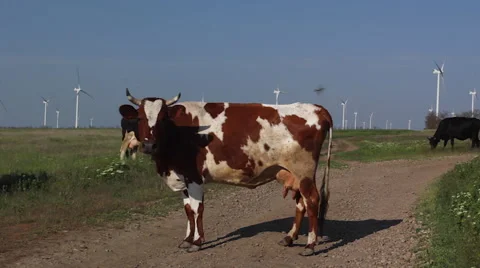 Cows grazing on a green meadow 库存影片 63765470