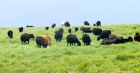 Cows grazing on a green meadow Stock Footage 66544125