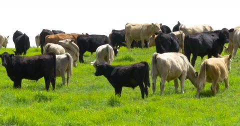 Cows grazing on a green meadow Stock Footage 66546062