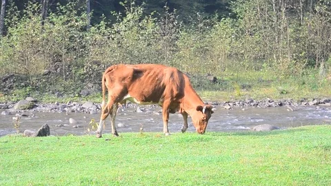 Cows grazing on a green meadow Stock Footage 70559465