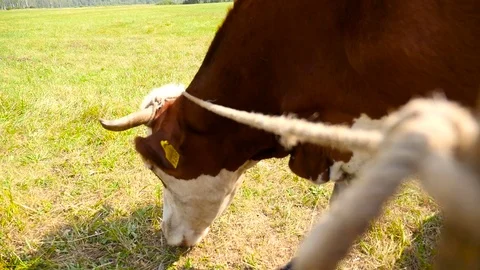 Cows grazing on a green meadow Stock Footage 71261380