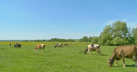 Cows grazing on a green meadow Video stock 76426115