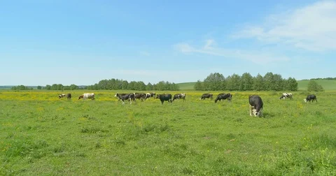 Cows grazing on a green meadow 스톡 동영상 76427948