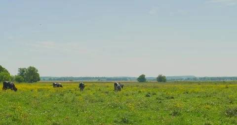 Cows grazing on a green meadow Stock Footage 89919537