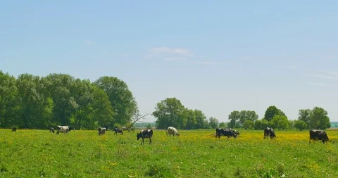 Cows grazing on a green meadow 库存影片 89920354
