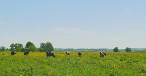 Cows grazing on a green meadow Video stock 89920471