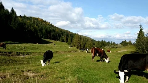 Cows grazing on green meadow. 動画素材 99341020
