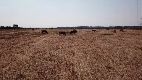 Cows grazing on a green meadow Stock Footage 111372794