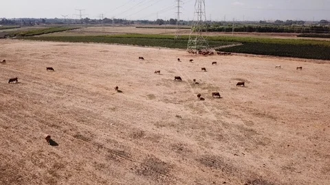 Cows grazing on a green meadow Stock Footage 111394938