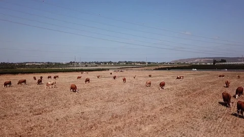 Cows grazing on a green meadow Video stock 111406755