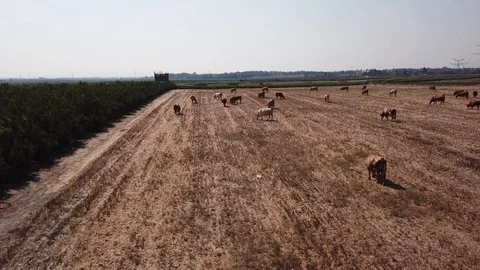Cows grazing on a green meadow Video stock 111474007