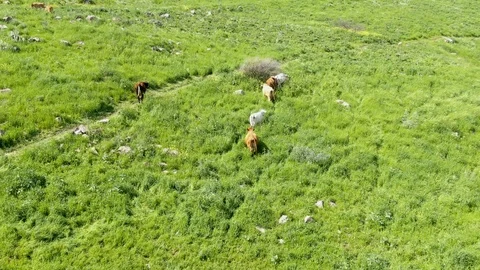 Cows Grazing In A Green Meadow Stock Footage 127452323