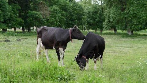 Cows Grazing in a Green Meadow Stock Footage 344877469