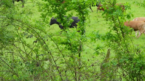 Cows Grazing on Green Meadow Framed by Foliage Stock Footage 338363866
