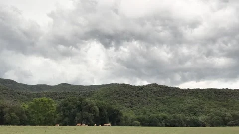 Cows grazing in a green meadow in La Garrotxa, Spain Stock Footage 344137847