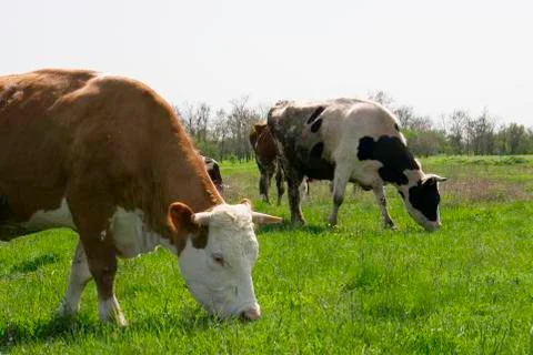 Cows grazing on a green meadow Foto stock