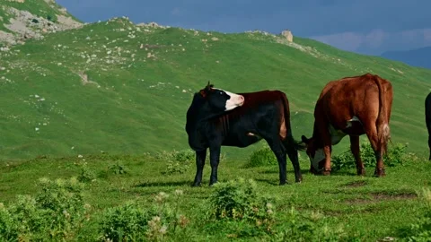Cows grazing on a green mountain pasture Stock Footage 345384396