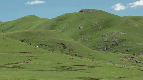Cows grazing on a green mountainside Stock Footage 48339887