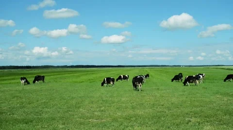 Cows grazing on a green pasture Stock Footage