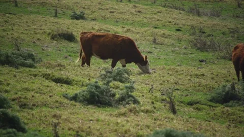 Cows grazing in green pasture. Stock Footage 150239073