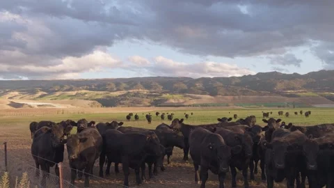 Cows grazing in green pasture with scenic mountain countryside, New Zealand. Stock Footage 340267629